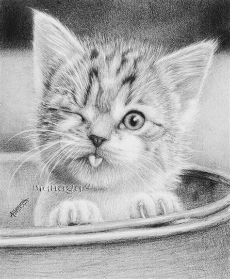 cute realistic kitten coloring pages  wallpaper