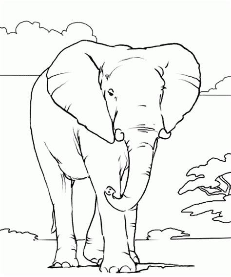 african elephant coloring pages  printable