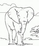 Coloring Pages Elephant African Printable Animals Animal Color Colouring Kids Outline Print Books Online Head Realistic Colour Draw Drawings Book sketch template