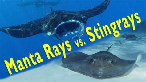 main difference  manta ray  stingray  pictures
