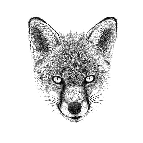 fox head ink drawing  nigel tinlin redbubble