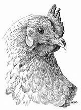 Chicken Drawings Pen Drawing Animal Inkt Coloring Rooster Indische Oost Ink Realistic Pencil Pages Bird Adult Tekenen Tekeningen Met Chickie sketch template