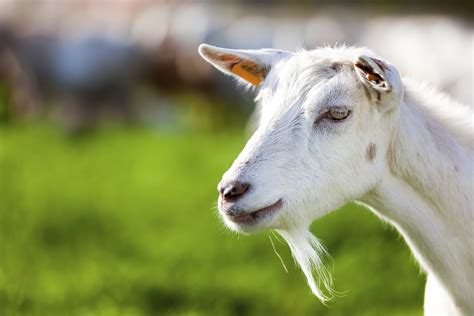 naturally treat anemia  goats ehow