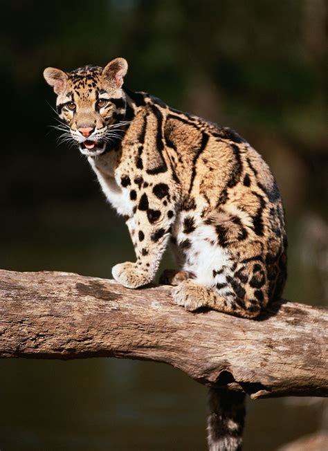 clouded leopard endangered species southeast asia nocturnal