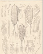 Afbeeldingsresultaten voor "augaptilus Glacialis". Grootte: 148 x 185. Bron: www.marinespecies.org