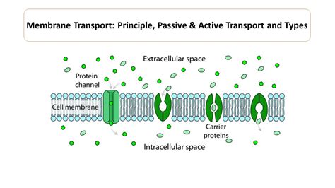 membrane transport principle passive active transport  types