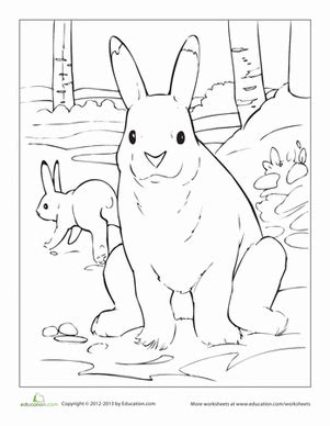 arctic hare coloring  arctic hare coloring