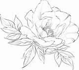 Peony Flower Drawing Outline Line Flowers Drawings Sketch Peonies Coloring Clipart Sketches Inspiration Draw Icing Royal Painting Tattoo Su Clip sketch template