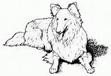 Sheet Teach Pomeranian sketch template