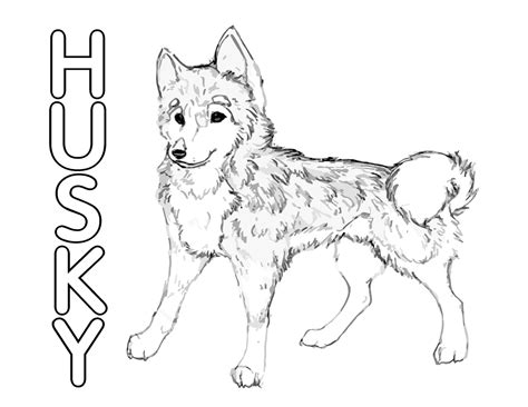 alaskan husky coloring pages top  printable husky coloring pages