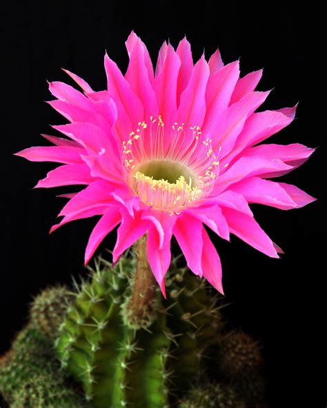 cactus flower learn  nature