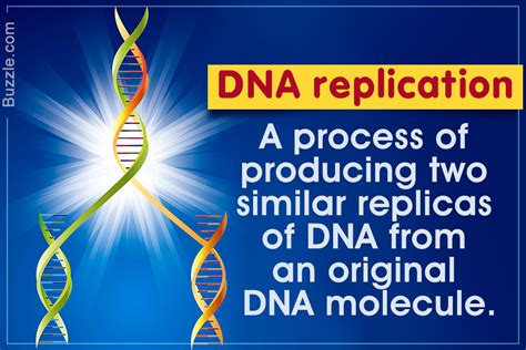 depth     major steps  dna replication biology wise