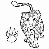 Tigre Imprimer Patte Vectorified sketch template