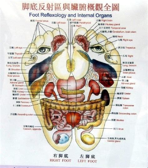Foot Reflexology Chart And Internal Organs Reflexology Reflexology