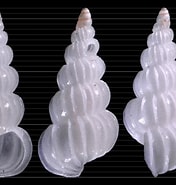 Afbeeldingsresultaten voor "epitonium Clathratulum". Grootte: 176 x 185. Bron: www.idscaro.net