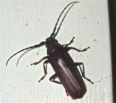 large brown long horned beetle orthosoma brunneum bugguidenet