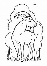 Goat Coloring Pages Kids Wild Printable Spring Animal Color Clipart Sheets Clouds Colouring Sheet Cartoon Animals Print Activity Goats Zodiac sketch template