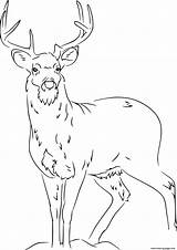 Coloring Tailed Deer sketch template
