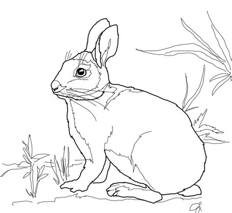 cute family rabbits coloring page  printable coloring pages  kids