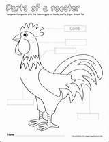 Parts Rooster Color Label Kindergarten Worksheets Preschool Coloring Sheets Activities Printable Labels Cleverlearner Children Animals Roosters Activity Pre Basic Object sketch template