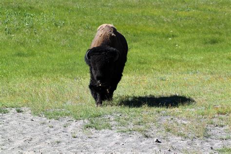 charging buffalo  buffalo    charged   fir flickr