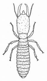 Termite Termites Insectes Beetle Drywood Guyane sketch template