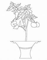 Plant Tomato Coloring Pages Plants Colouring Parts Drawing Color Trees Flowers Squash Cliparts Getcolorings Getdrawings Printable Print Popular Books Categories sketch template
