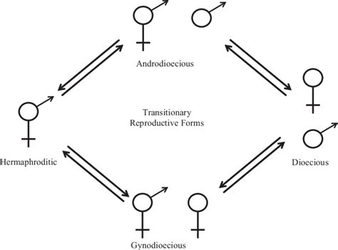 diagram of the evolutionary transition in reproductive systems from