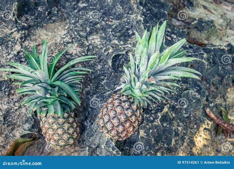 fresh tropical exotic pineapple fruit   beach parardise island  bali indonesia stock