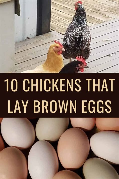 The Best Egg Laying Chickens For Your Homestead Homesteading Rezfoods