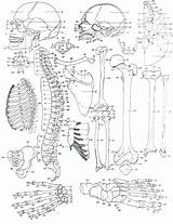 Coloring Pages Anatomy Skeletal System Bone Human Brain Getcolorings Bones Color Printable sketch template