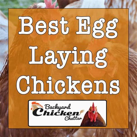 Best Egg Laying Chicken Breeds