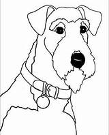 Terrier Airedale Welsh Coloring Dog Fox Pages Drawing Colouring Wire Face Off Eisenbraun Patty Artist Terriers Quilts Airedales Visit Template sketch template