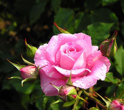 perfect pink rose  full bloom pictures   images
