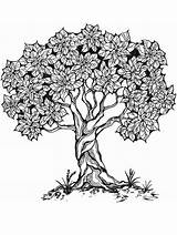 Coloring Pages Tree Adult Printable Adults Life 1000 Color Book Choose Board sketch template