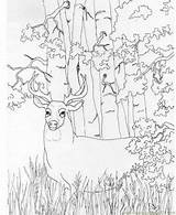 Deer Coloring Printable Pages Buck Whitetail Adult Realistic Print Color Sheets Doe Animals Hunting Head Tailed Kids Colouring Baby Coloringpages101 sketch template