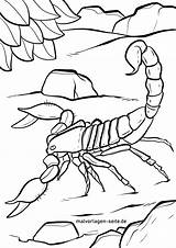 Skorpion Malvorlage Malvorlagen Tiere Spinnen Kostenlose Skorpione sketch template