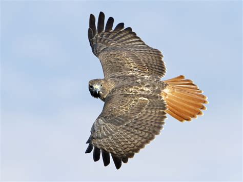 red tailed hawk size facts diet habitat call sound birdbaron