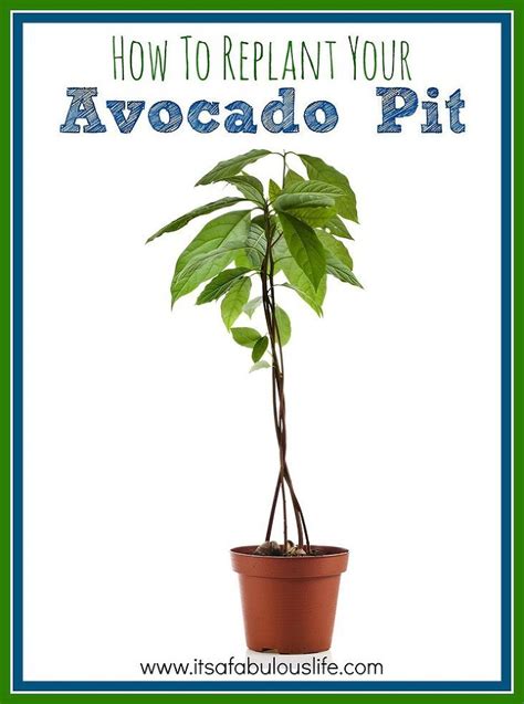 How To Replant Your Avocado Pit Avocado Plant Replant Avocado Seed