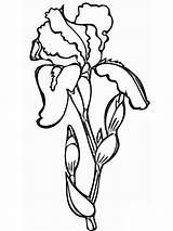 Iris Flower Coloring Pages Lily Valley Printable Print Library Getcolorings Popular sketch template