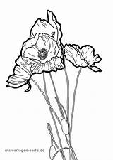 Mohnblume Malvorlage Malvorlagen Poppy Ausmalen Ausmalbilder Blumen Grafik sketch template
