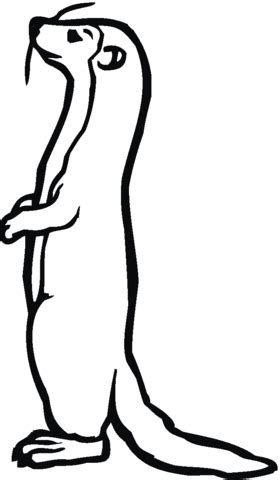 standing weasel coloring page supercoloringcom