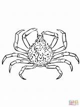 Crab Spider Coloring Pages Nine Spined Color sketch template