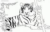 Coloring Tiger sketch template