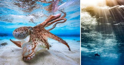 trend   underwater photography headshot