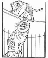Circus Coloring Pages Tiger Animals Animal Printable Kids Tigers Performing Honkingdonkey Sheet Zoo Elephant Color Rope Para Lion sketch template