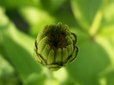 bud   photo  freeimages