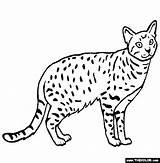 Serval Ocicat Coloring Pages Cat Colouring Online Printable Template sketch template