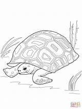 Coloring Gopher Pages Turtle Drawing Snapping Tortoise Color Getcolorings Printable Life Florida Alligator Line Animals Paintingvalley Drawings Print Info sketch template