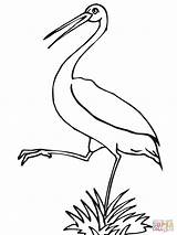 Stork Coloring Pages Storks Printable Designlooter 1600px 18kb 1200 Library Clipart sketch template